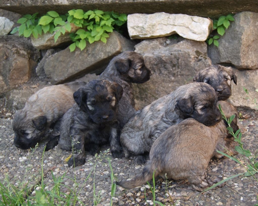 chiot Berger catalan de Norimatys