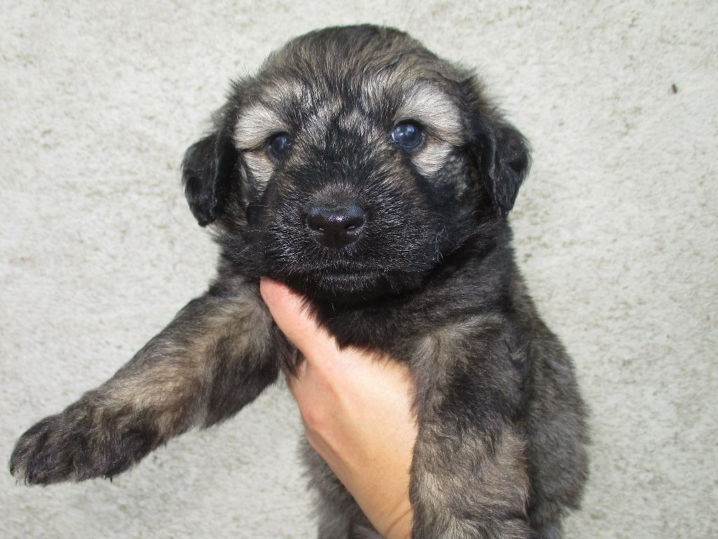 de Norimatys - De nouvelles photos des chiots