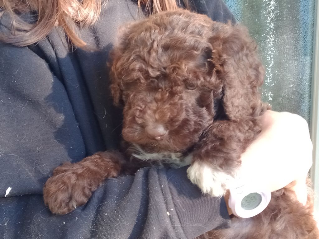 de Norimatys - Chiot disponible  - Chien d'eau espagnol