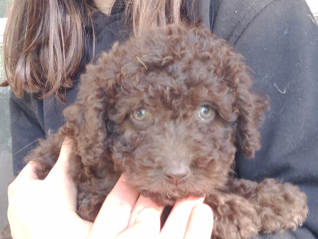 de Norimatys - Chiot disponible  - Chien d'eau espagnol