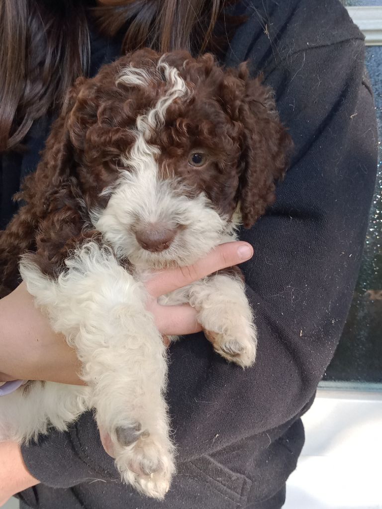 de Norimatys - Chiot disponible  - Chien d'eau espagnol