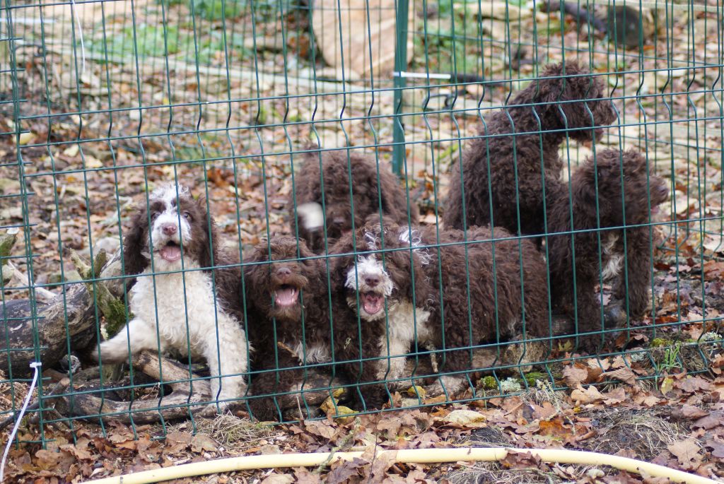 5 chiots disponibles immédiatement 