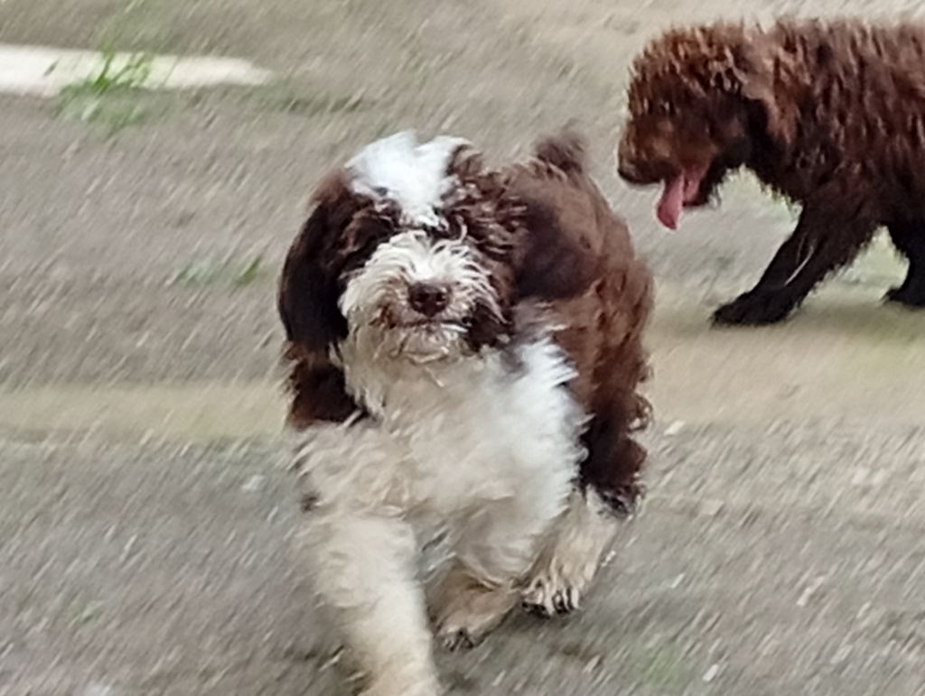 Plus de chiot disponible 