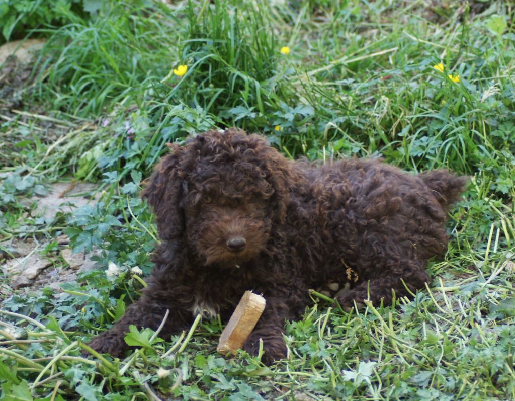 de Norimatys - Chiots disponibles - Chien d'eau espagnol
